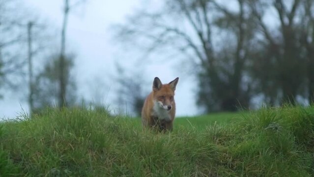Fox pops up into frame