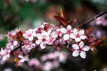 Pink weiße Blüte vor grünem unscharfen Hintergrund
