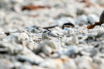 Lesser Sand Plover camouflages itself among dead corals in the reserve.