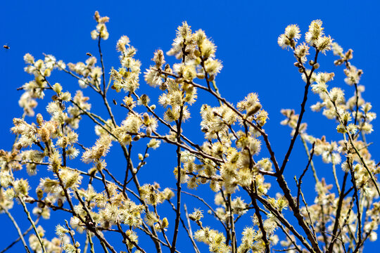 Saalweide umschw&auml;rmt von Bienen vor Wolkenlosem blauem Himmel
