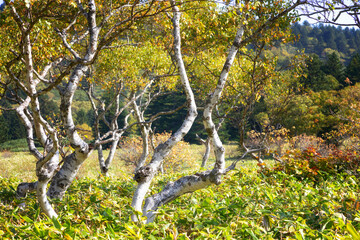Erman's birch trees in autumn on Kunashir island