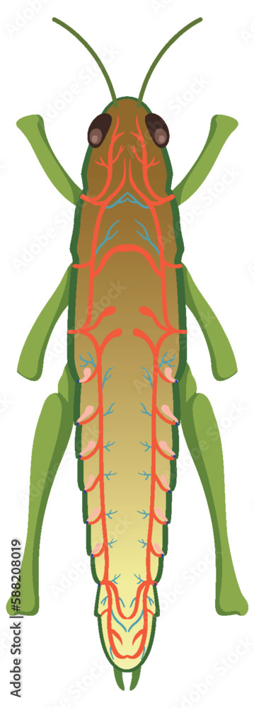 Canvas Prints grasshopper respiratory system diagram