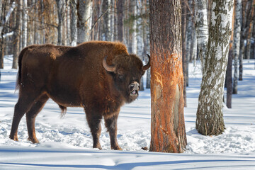 Adult male bison stands in the snow on a winter day
