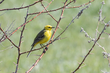 Citrine wagtail sitting on a tree branch