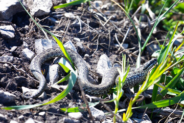 Large viper snake lies in the grass