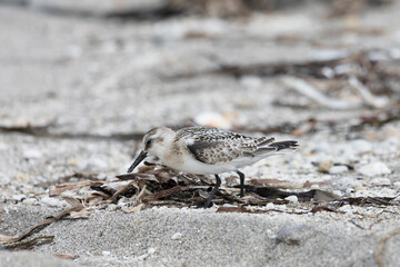 Calidris is looking for insects in the sand among the seaweed. Kunashir Island