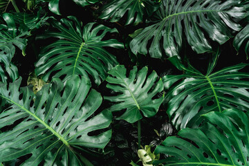 Naklejka na ściany i meble Close up nature tropical green leaves background and textured