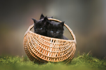 Obraz premium black maine coon kittens posing in a basket outdoors
