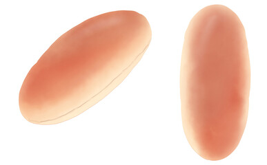 イラスト素材・コッペパン2種セット プレーン 白背景 色違い・差分あり