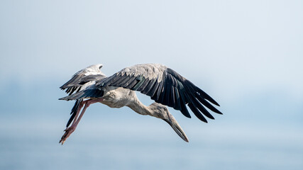 The Asian openbill or Asian openbill stork (Anastomus oscitans)