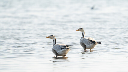 The bar-headed goose (Anser indicus)