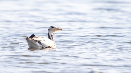 The bar-headed goose (Anser indicus)