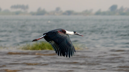 Asian woolly-necked stork (Ciconia episcopus)