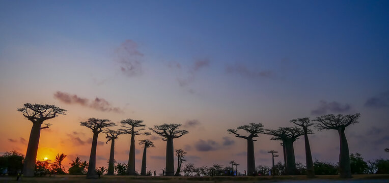 Baobab Avenue with the tourist looking Sunset scene with Baobab tree Avenue in Morondava ,Madagascar.