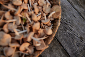 blurred, close up photo out of focus of edible mushrooms in a wicker basket