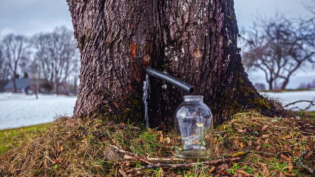 Syrup from a maple tree tab filling a glass jar - time lapse
