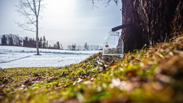 Tap a maple tree to collect syrup in a jar - time lapse
