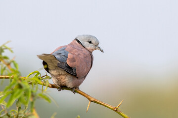 Red collared dove or Streptopelia tranquebarica observed near Nalsarovar, India