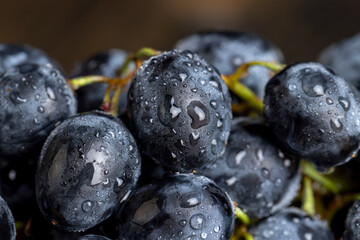 Obraz premium Fresh wet grapes of blue color