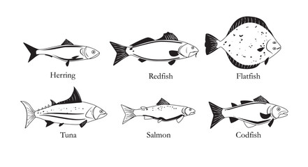 Sea food fish with names set of black and white vector illustration isolated.