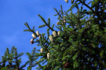 green needles on a tall spruce tree with cones