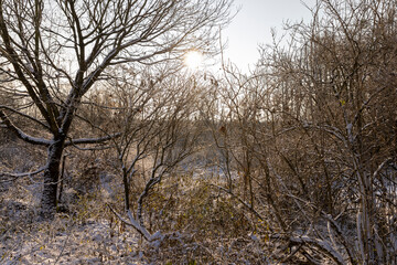 Obraz premium Bare deciduous trees in the forest in winter