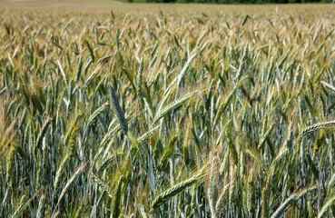 unripe green cereals in a field