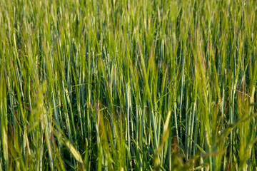 Agricultural field with a large number of green cereals