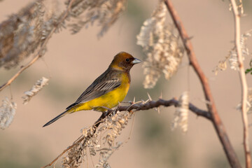 Red-headed bunting or Emberiza bruniceps observed near Nalsarovar in Gujarat