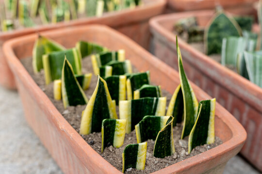 Sansevieria tirfasciata plants propagation by a leaf cuttings in pots. Selective focus
