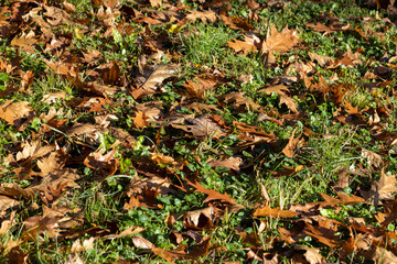 Naklejka na ściany i meble Fallen to the ground dry maple foliage in the autumn season