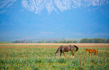 Horse and newborn foal on the background of mountains, a herd of horses graze in a meadow in summer and spring, the concept of cattle breeding, with place for text.