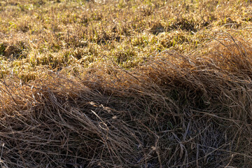 dry grass covered with snow after winter snowfalls