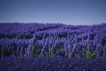 Obraz na płótnie Canvas lavender field in region generative ai