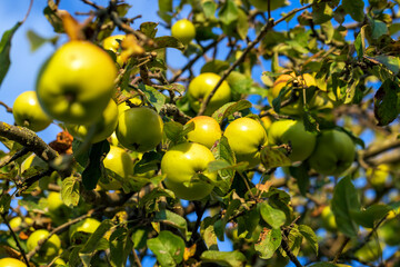 Ripe apples hang on the branches of a tree in the autumn season