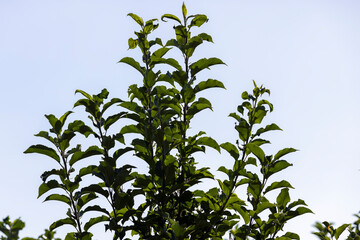 Apple orchard with a mature harvest of green apples