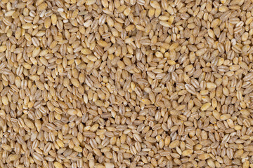 Cheap tasteless barley porridge close-up