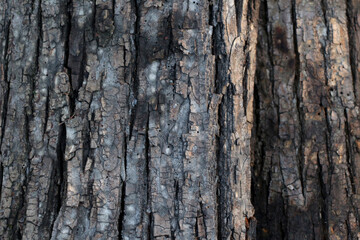 Fototapeta premium Tree bark. Place for your text