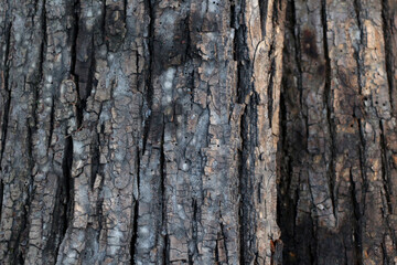 Tree bark. Place for your text