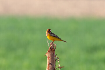 Red-headed bunting or Emberiza bruniceps observed near Nalsarovar in Gujarat