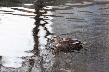 A spot-billed duck swimming on the water. warm afternoon