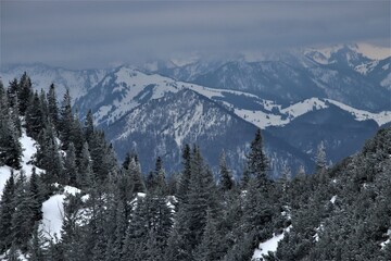 Fototapeta premium snow covered fir in the mountains