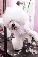 A happy cute dog of the Bichon Frise breed, who is being cared 