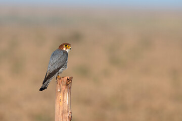 Red-necked falcon or Falco chicquera observed near Nalsarovar in Gujarat, India