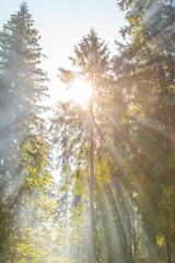 coniferous forest through which the rays of the sun shine. vertical photo. summer season