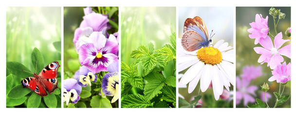 Set of vertical banner with summer scenes. Pansy and chamomile flower,  butterfly, raspberry leaves on sunny beautiful nature background. Collection of spring banners
