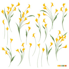 Collection of beautiful calla lily materials,