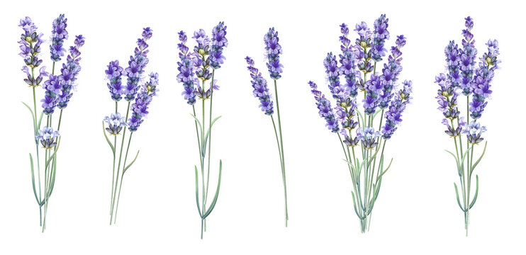 Purple watercolor lavender. Set of differents flower lavandula on white background. Elegant floral illustration