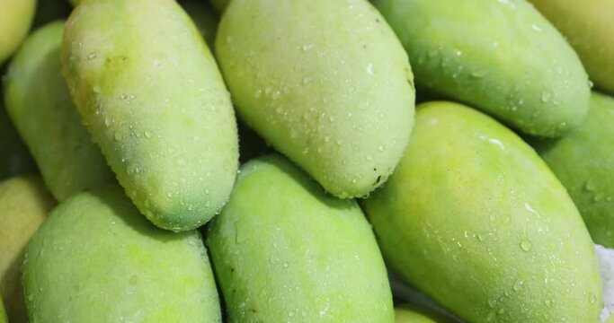 Fresh mangos, man checking mango production, fresh mango production, new mangos