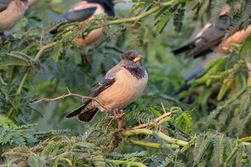 Rosy starling or Pastor roseus observed near Nalsarovar in Gujarat, India